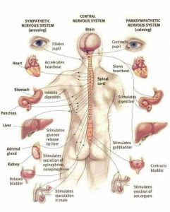 विटामिन के महत्वपूर्ण प्रश्न ( Important Questions of Vitamins) 6 मानव शरीर के महत्वपूर्ण तथ्य