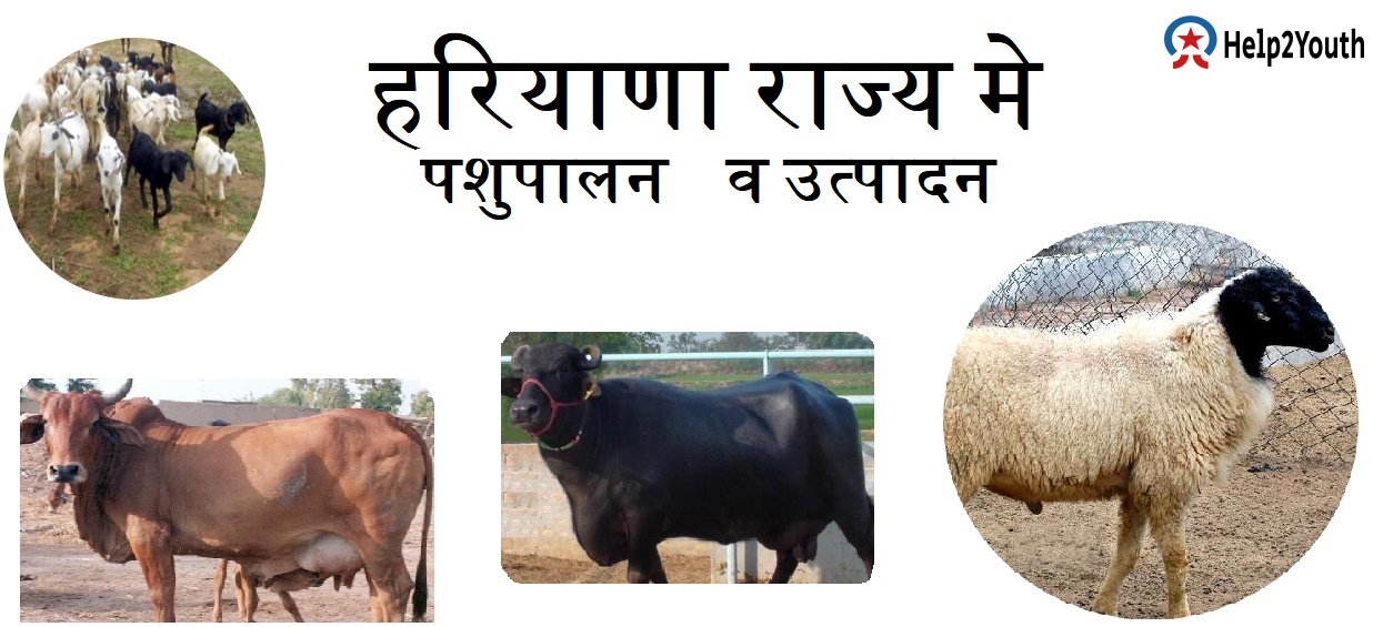 हरियाणा मे पशुपालन सम्बंधित हरियाणा GK(Animal Husbandry Of Haryana GK) »  Help2Youth