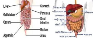 मानव शरीर के महत्वपूर्ण तथ्य ( Important Facts of Human Body) 14 manav