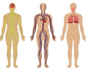 मानव शरीर के महत्वपूर्ण तथ्य ( Important Facts of Human Body) 12 manv 2