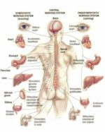 मानव शरीर के महत्वपूर्ण तथ्य ( Important Facts of Human Body)