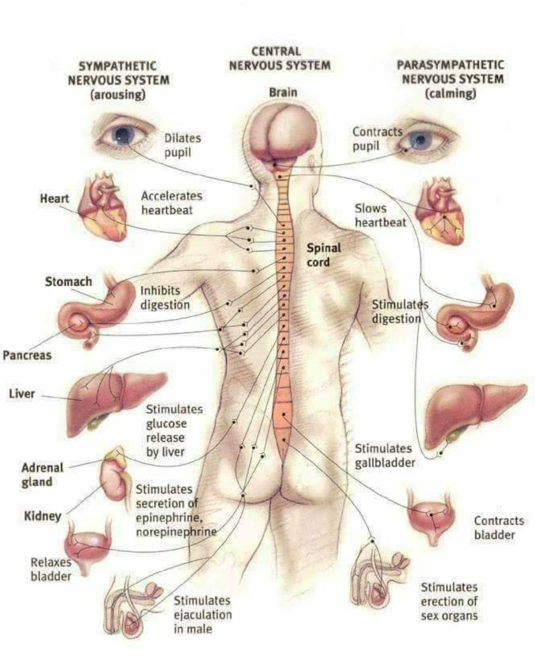 मानव शरीर के महत्वपूर्ण तथ्य