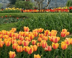tulip 2