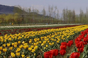 एशिया का सबसे बड़ा ट्यूलिप गार्डन