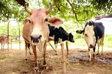 देश का पहला ऑनलाइन ई पशु उपचार केंद्र