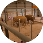 भारत का पहला हाथी हस्पताल ( India First Elephant Hospital)