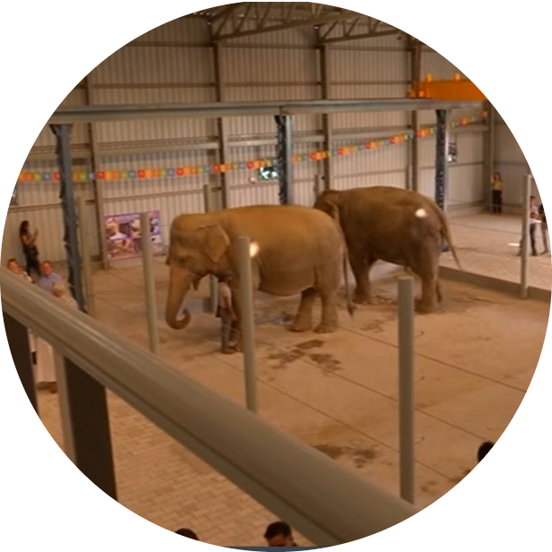 भारत का पहला हाथी हस्पताल ( India First Elephant Hospital) 3 भारत का पहला हाथी हस्पताल